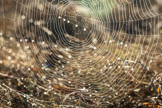 Close-up z pajęczej sieci w kroplach rosy na polu wczesnym, słonecznym rankiem.