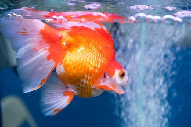 Close-up z pięknej złotej rybki
