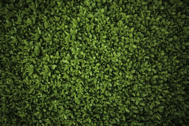 Bezpłatne zdjęcie close-up z zielonym krzaku