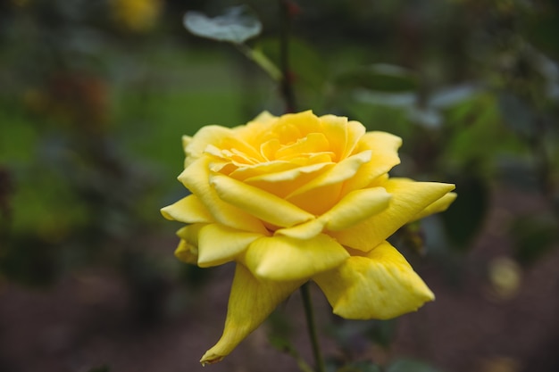 Close-up z żółtą różą