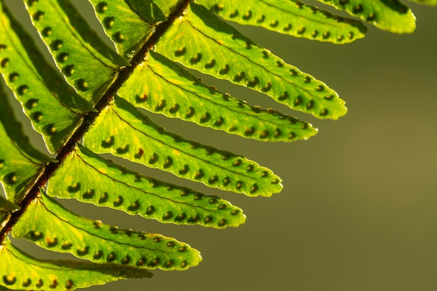 Close-up zielonych liści roślin