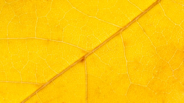 Close-up żółty liść