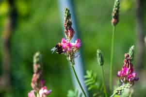 Bezpłatne zdjęcie clsoeup strzał pszczoły miodnej na piękny różowy kwiat lawendy