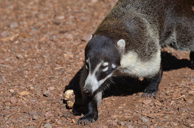 Bezpłatne zdjęcie coati z bliska i osobiście.