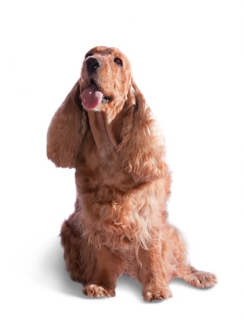 Cocker spaniel