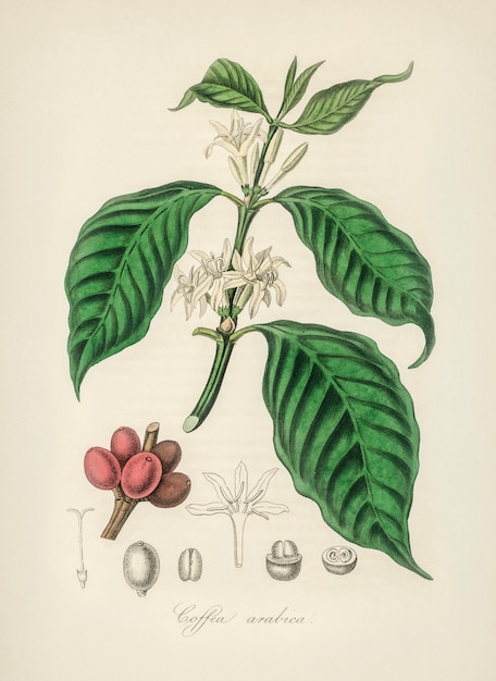 Bezpłatne zdjęcie coffea arabica ilustracji z botaniki medycznej