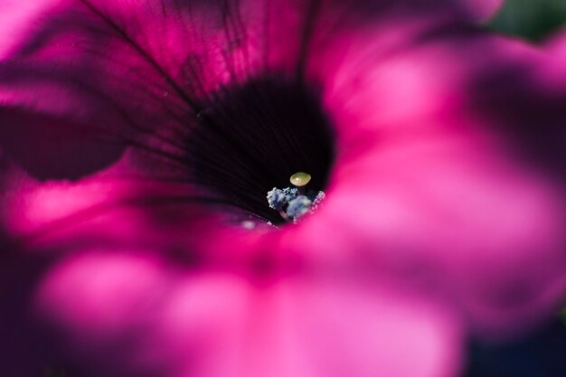 Colourful stamen jaskrawy menchia kwiat