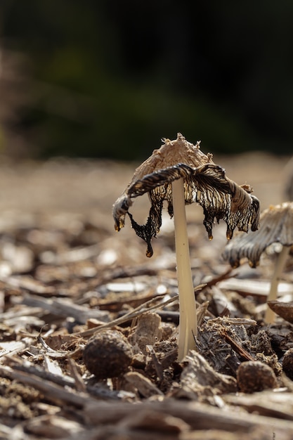 Coprinopsis Aff. Cinerea, Szary Kudły, Grzyb