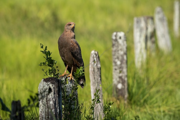 Cowbird brązowogłowy siedzący na kamiennym płocie w zielonym polu w ciągu dnia