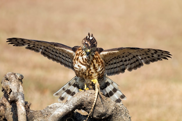 Crested Goshawk w polowaniu