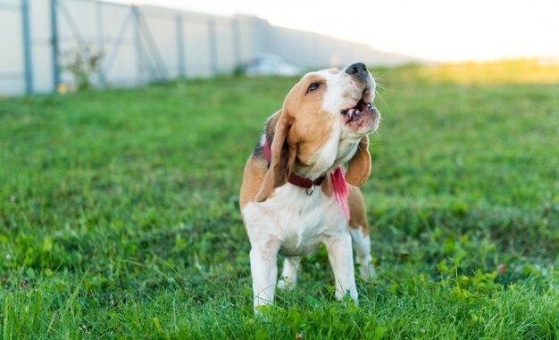 Cute portret beagle