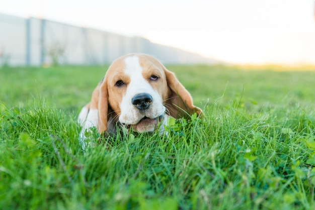 Cute portret beagle