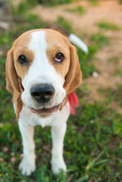 Cute portret beagle