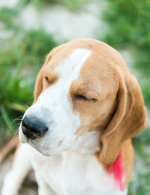 Bezpłatne zdjęcie cute portret beagle