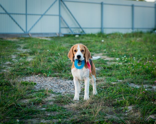 Cute portret beagle