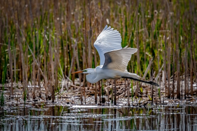 Bezpłatne zdjęcie czapla biała (ardea alba),