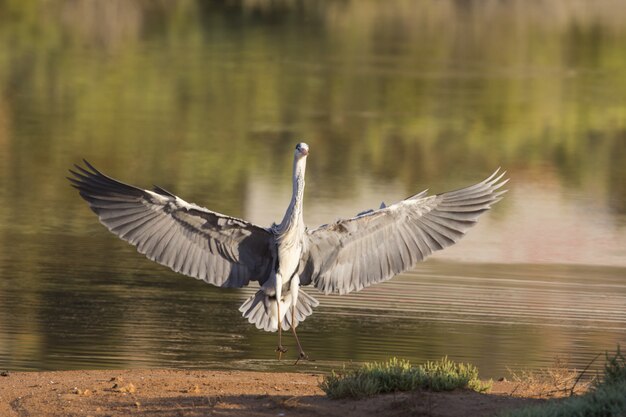 Czapla szara lądująca Ardea Cinerea