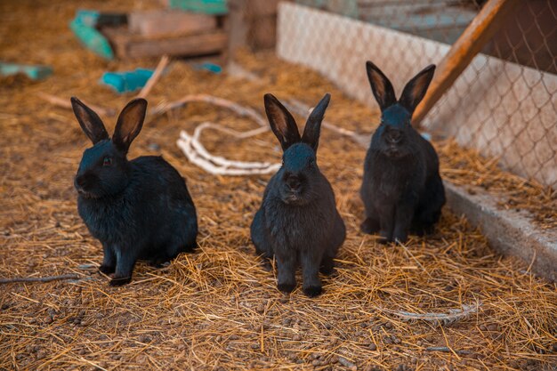 Czarni króliki domowi w ziemi uprawnej w jesieni