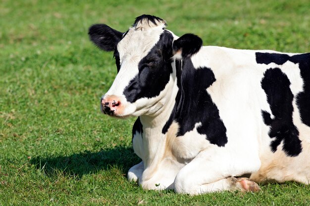 Czarno-biała krowa, leżąc na trawie