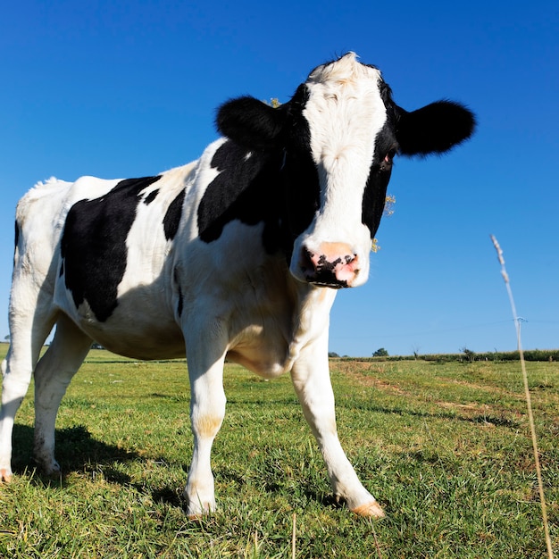 Czarno-biała krowa na zielonej trawie z niebieskim niebem