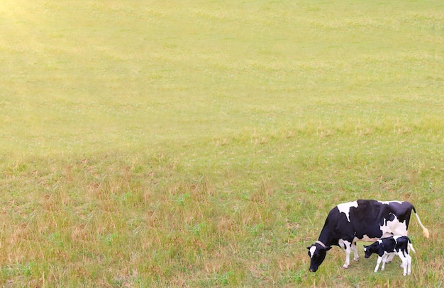 Bezpłatne zdjęcie czarno-biała krowa z cielęciem pasącym się na trawiastym polu