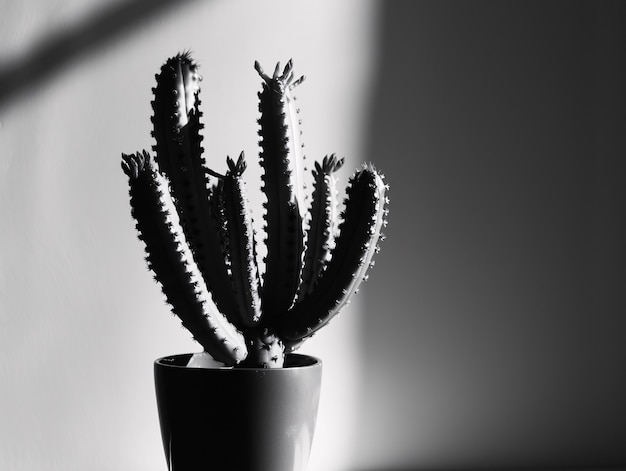 Czarno-białe kaktusy pustynne