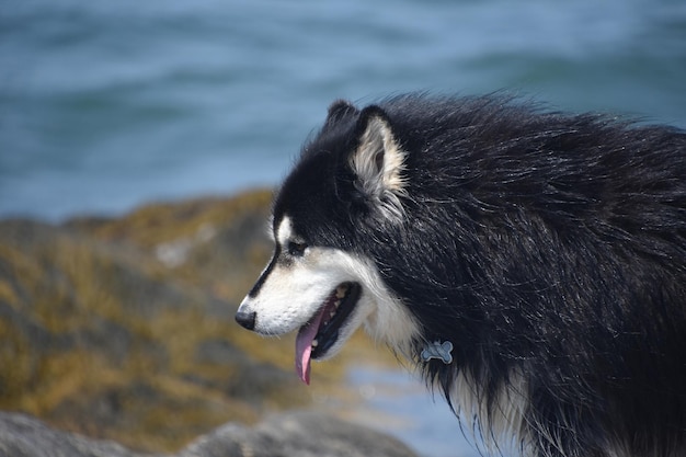 Bezpłatne zdjęcie czarno-białe kudłate futro psa husky