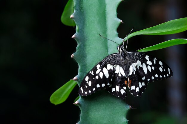 Czarno-biały motyl stojący na aloesie