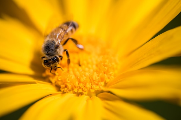 Bezpłatne zdjęcie czarno-żółta pszczoła na żółtym kwiacie