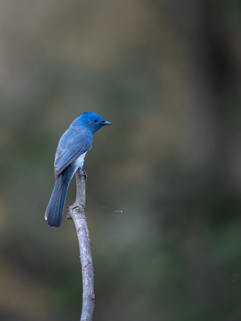 Bezpłatne zdjęcie czarnoskóry monarcha, hypothymis azurea