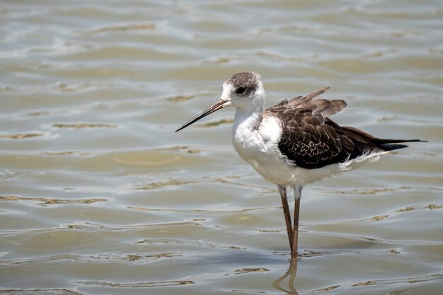 Czarnoskrzydłe ptaki na szczudłach (himantopus himantopus) na wodzie w tajlandii - natura ptak tajlandii