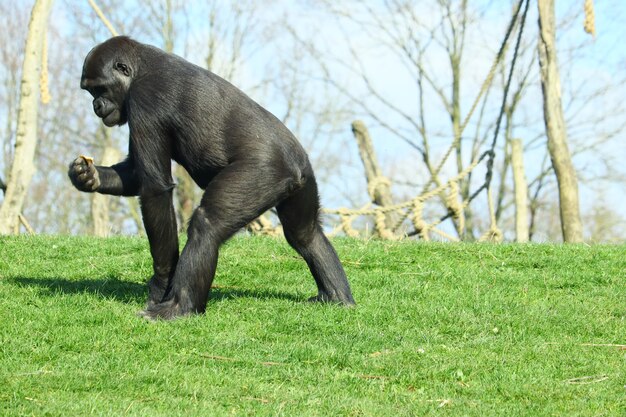 Czarny goryl chodzenie na zielonej trawie w ciągu dnia