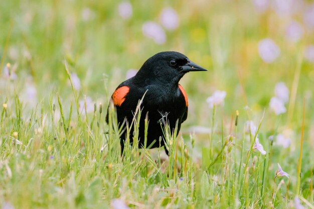 Czarny i pomarańczowy ptak na zielonej trawie w ciągu dnia