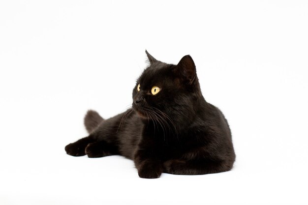 Czarny kot leżący patrząc na białym tle na białym tle