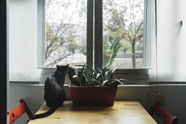 Czarny kot siedzi obok rośliny domowej przy oknie w ciągu dnia
