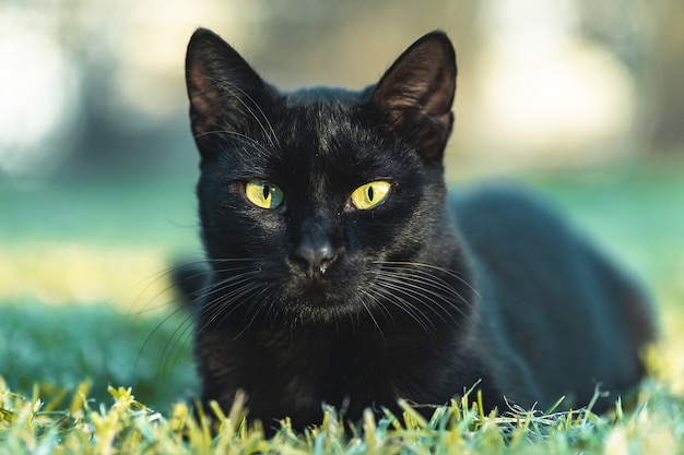 Czarny kot z zielonymi oczami odpoczywa na trawie