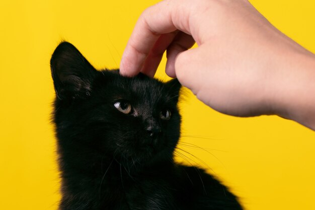 Czarny kotek na żółtym tle, portret halloweenowego kota