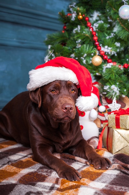 Czarny Labrador Retriever Siedzi Z Prezentami Na Ozdób Choinkowych