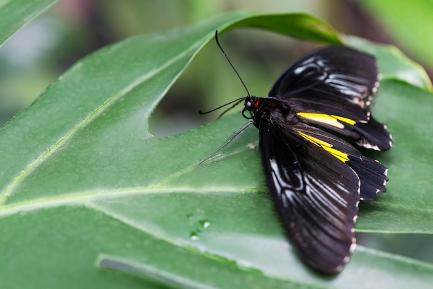 Czarny motyl umieszczony na liściu