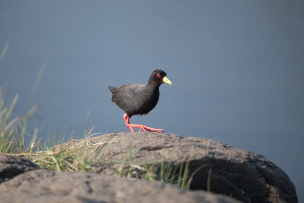 Czarny ptak Łyska amerykański siedzący na ogromnej skale z rozmytym tłem