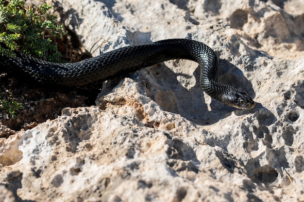 Czarny zachodni wąż biczowy, Hierophis viridiflavus, pełzający po skałach i suchej roślinności na Malcie