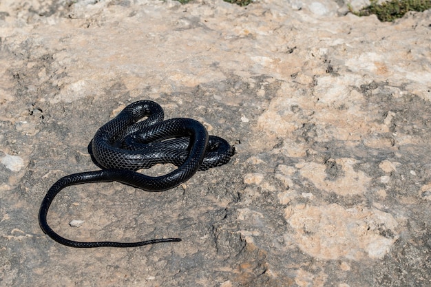 Czarny zachodni wąż biczowy, hierophis viridiflavus, wygrzewający się w słońcu na skalistym klifie na malcie
