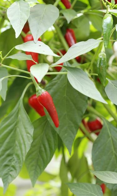 Bezpłatne zdjęcie czerwona papryczka chilli