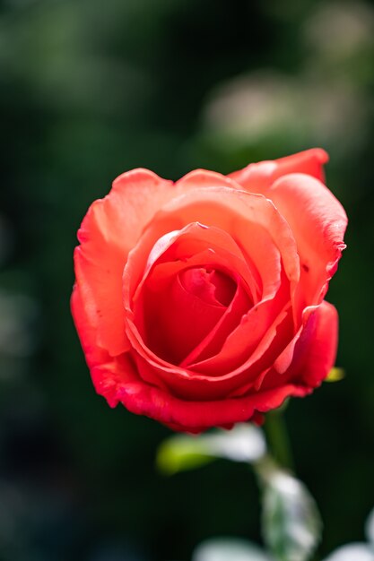 Czerwona róża ogrodowa otoczona zielenią na polu pod słońcem