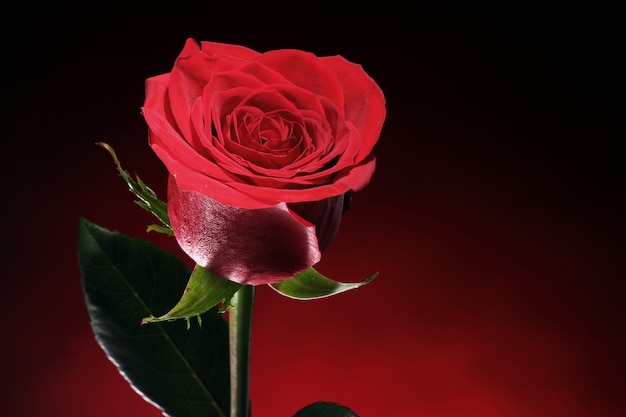 Czerwona róża w ciemności