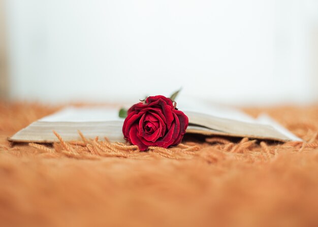 Czerwona róża wewnątrz otwartej książki