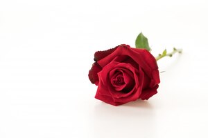 Bezpłatne zdjęcie czerwona róża