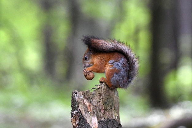 Czerwona wiewiórka siedzi na drzewie w lesie i zjada orzech