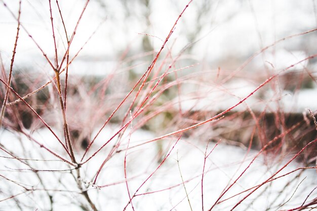 Czerwone gałęzie z tle śniegu