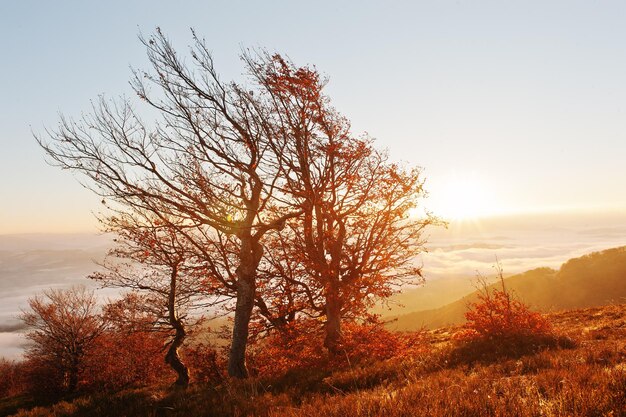 Czerwone kolorowe jesienne drzewa na słońcu świecą światłem o poranku niesamowitych Karpat